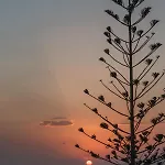 Arocaria Mykonos Mykonos Town