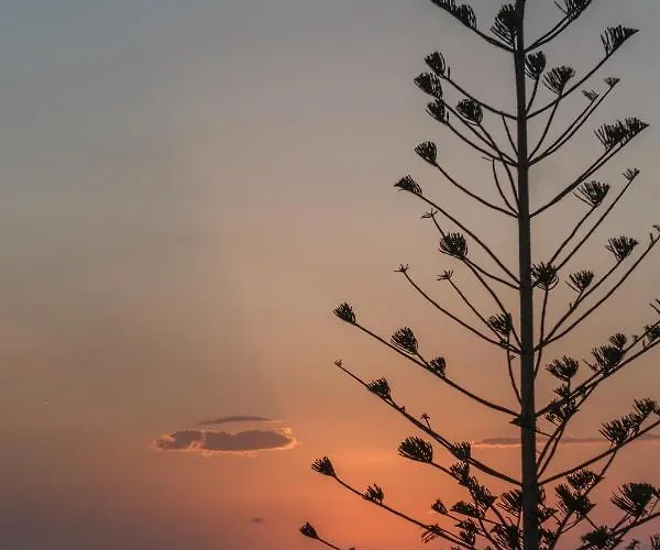 Arocaria Mykonos Mykonos Town